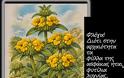 Phlomis fruticosa/Φλομίς η θαμνώδης- η γνωστή μας και πανταχού παρούσα ασφάκα