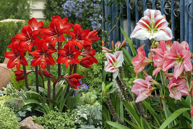 Αμαρυλλίδα. Ένα πανέμορφο λουλούδι για εξωτερικούς και εσωτερικούς χώρους - Φωτογραφία 2