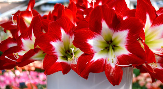 Αμαρυλλίδα. Ένα πανέμορφο λουλούδι για εξωτερικούς και εσωτερικούς χώρους - Φωτογραφία 3