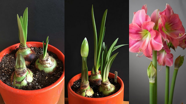 Αμαρυλλίδα. Ένα πανέμορφο λουλούδι για εξωτερικούς και εσωτερικούς χώρους - Φωτογραφία 4