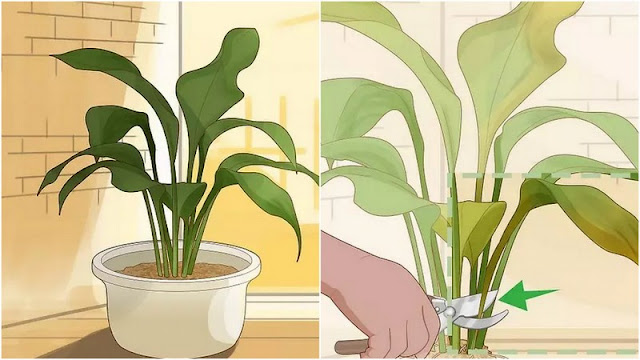 Πως να σώσετε ένα υπερποτισμένο φυτό - Φωτογραφία 3