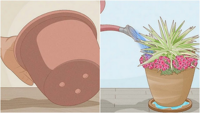 Πως να σώσετε ένα υπερποτισμένο φυτό - Φωτογραφία 5