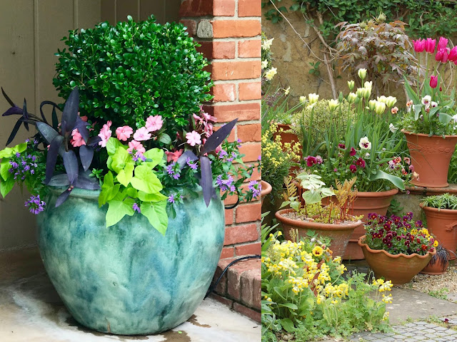 Σύνθετες γλάστρες: Ο σωστός συνδυασμός φυτών - Φωτογραφία 1