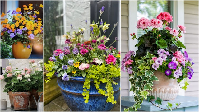 Σύνθετες γλάστρες: Ο σωστός συνδυασμός φυτών - Φωτογραφία 4