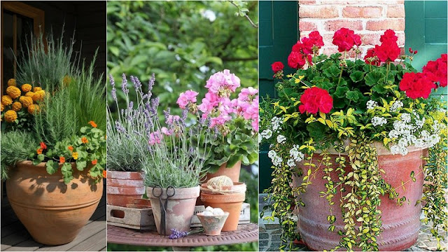 Σύνθετες γλάστρες: Ο σωστός συνδυασμός φυτών - Φωτογραφία 6