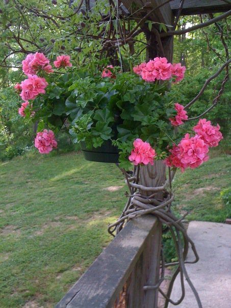 20+ Διαμορφώσεις εξωτερικών χώρων με Γεράνια - Φωτογραφία 17