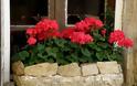 20+ Διαμορφώσεις εξωτερικών χώρων με Γεράνια - Φωτογραφία 16
