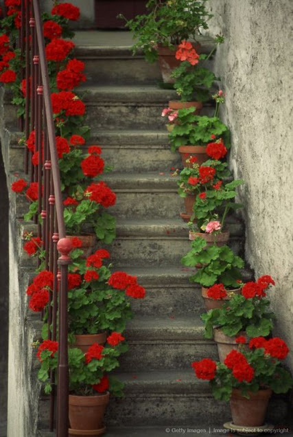 20+ Διαμορφώσεις εξωτερικών χώρων με Γεράνια - Φωτογραφία 20