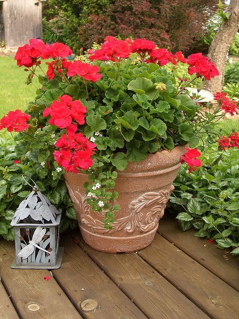 20+ Διαμορφώσεις εξωτερικών χώρων με Γεράνια - Φωτογραφία 22