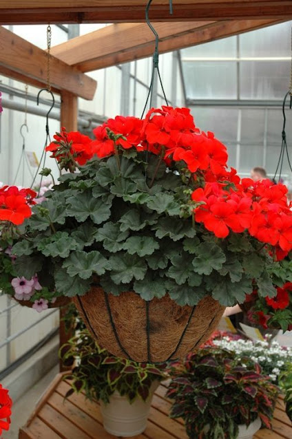 20+ Διαμορφώσεις εξωτερικών χώρων με Γεράνια - Φωτογραφία 23