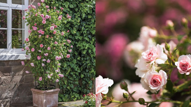 Φροντίδα της Τριανταφυλλιάς την άνοιξη - Φωτογραφία 2