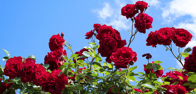 Φροντίδα της Τριανταφυλλιάς την άνοιξη - Φωτογραφία 3