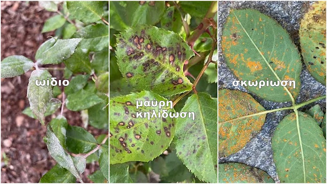 Φροντίδα της Τριανταφυλλιάς την άνοιξη - Φωτογραφία 4