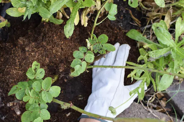 Φροντίδα της Τριανταφυλλιάς την άνοιξη - Φωτογραφία 6