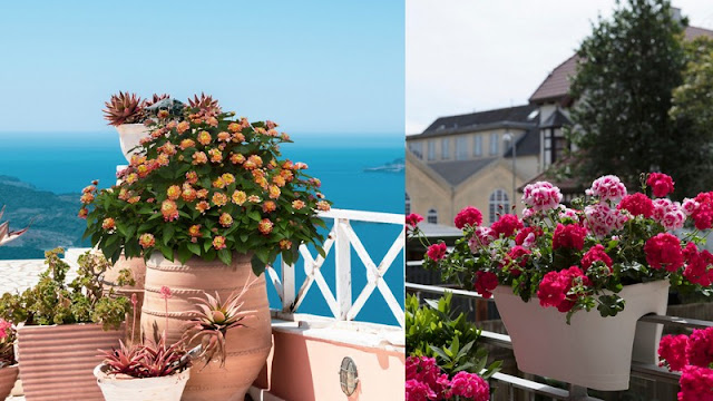 Μπαλκόνια με πολύ ήλιο: φυτά που αντέχουν και βασικές φροντίδες - Φωτογραφία 1