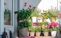 Μπαλκόνια με πολύ ήλιο: φυτά που αντέχουν και βασικές φροντίδες - Φωτογραφία 2