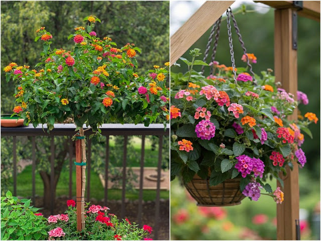 Λαντάνα. Έντονο χρώμα σε δύσκολα σημεία, με ελάχιστη φροντίδα - Φωτογραφία 3