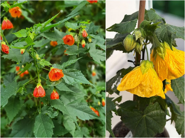 Αβούτιλο – καλλωπιστικός θάμνος με εντυπωσιακά κρεμαστά άνθη - Φωτογραφία 3