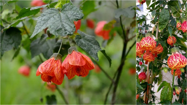 Αβούτιλο – καλλωπιστικός θάμνος με εντυπωσιακά κρεμαστά άνθη - Φωτογραφία 4