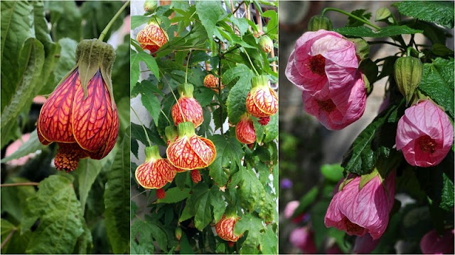 Αβούτιλο – καλλωπιστικός θάμνος με εντυπωσιακά κρεμαστά άνθη - Φωτογραφία 5