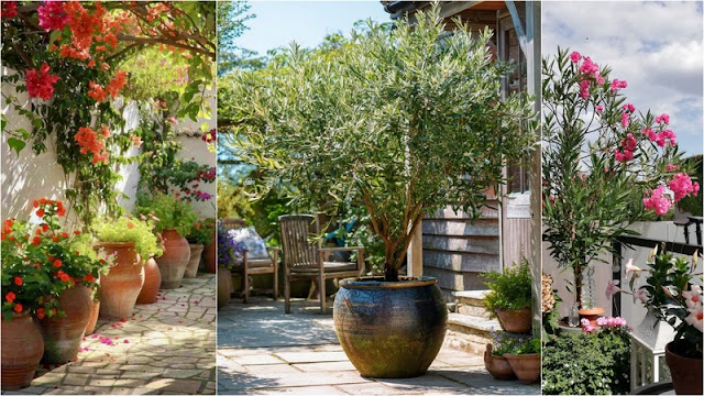 Μεσογειακός κήπος σε μικρό χώρο: σχεδιασμός, φυτά και υλικά - Φωτογραφία 3