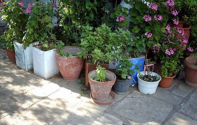 Γιατί οι παλιοί κήποι διαθέτουν μια ιδιαίτερη γοητεία - Φωτογραφία 2