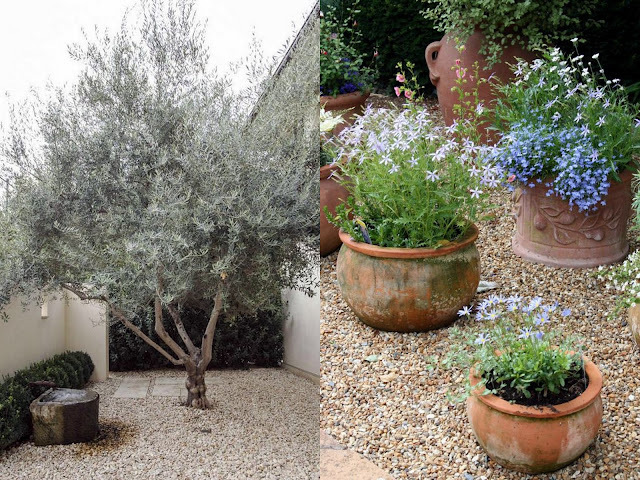 Τι μπορεί να αντικαταστήσει το γκαζόν σε κήπους και αυλές - Φωτογραφία 6