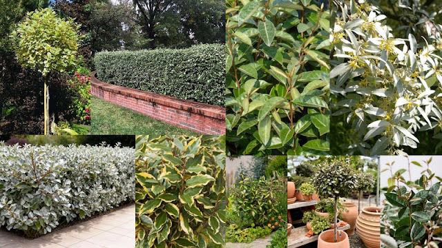 Ελαίαγνος: ανθεκτικός θάμνος για φράχτες και διαμορφώσεις κήπου - Φωτογραφία 1