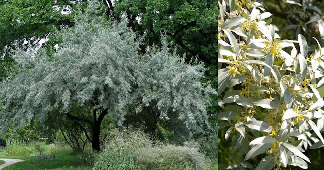 Ελαίαγνος: ανθεκτικός θάμνος για φράχτες και διαμορφώσεις κήπου - Φωτογραφία 2