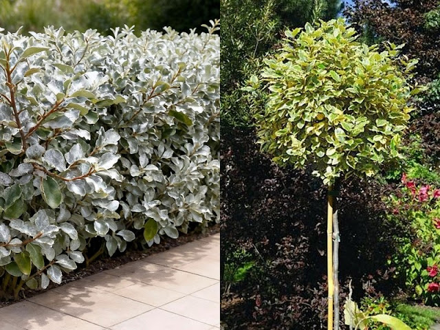 Ελαίαγνος: ανθεκτικός θάμνος για φράχτες και διαμορφώσεις κήπου - Φωτογραφία 4