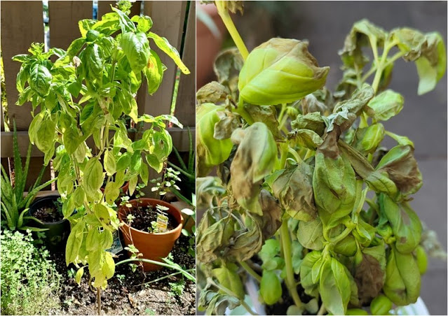 Γιατί ξεραίνεται ο βασιλικός - Φωτογραφία 2