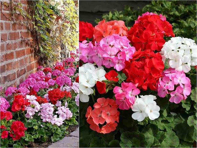 Γεράνι: Από τα πιο κλασικά μεσογειακά φυτά για κήπο ή μπαλκόνι - Φωτογραφία 2