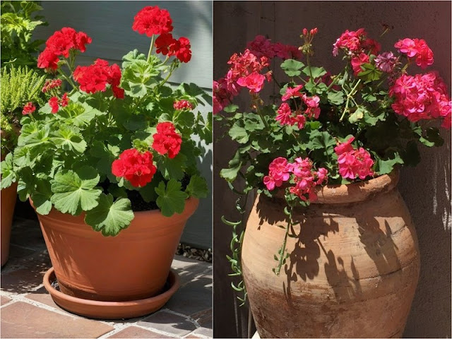 Γεράνι: Από τα πιο κλασικά μεσογειακά φυτά για κήπο ή μπαλκόνι - Φωτογραφία 3