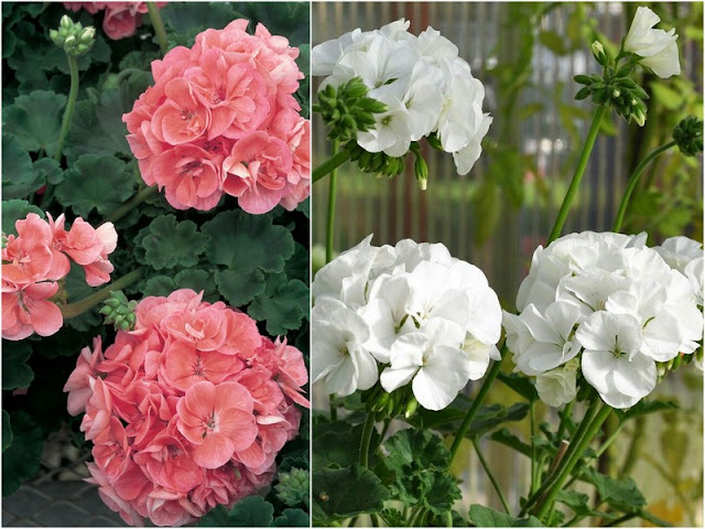 Γεράνι: Από τα πιο κλασικά μεσογειακά φυτά για κήπο ή μπαλκόνι - Φωτογραφία 4