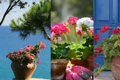 Γεράνι: Από τα πιο κλασικά μεσογειακά φυτά για κήπο ή μπαλκόνι