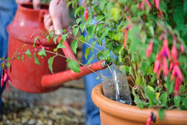 Πως να προστατεύσετε φυτά από τον καύσωνα - Φωτογραφία 3
