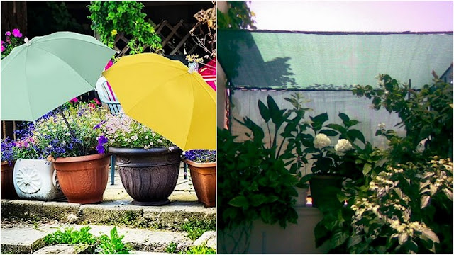 Πως να προστατεύσετε φυτά από τον καύσωνα - Φωτογραφία 4