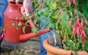Πως να προστατεύσετε φυτά από τον καύσωνα - Φωτογραφία 3