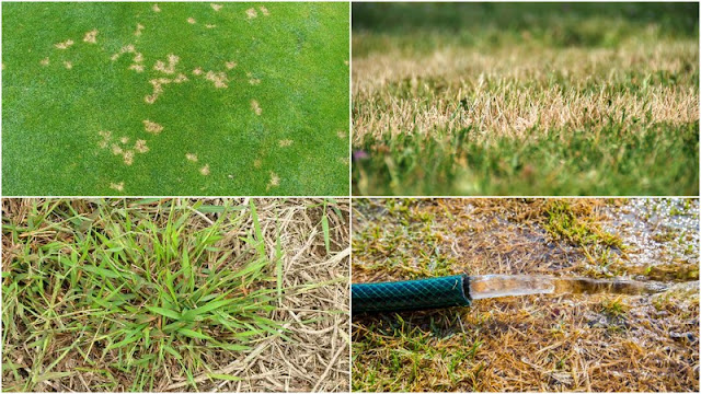 Τι μπορεί να αντικαταστήσει το γκαζόν σε κήπους και αυλές - Φωτογραφία 2