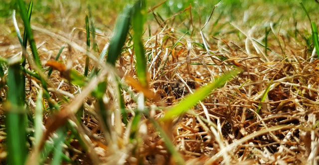 Τι μπορεί να αντικαταστήσει το γκαζόν σε κήπους και αυλές - Φωτογραφία 3