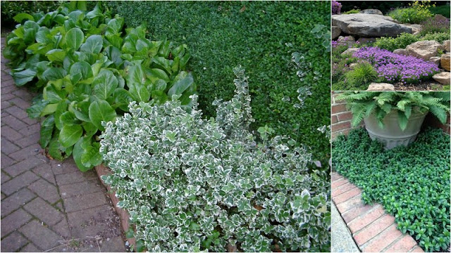 Τι μπορεί να αντικαταστήσει το γκαζόν σε κήπους και αυλές - Φωτογραφία 4