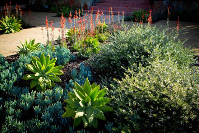 Τι μπορεί να αντικαταστήσει το γκαζόν σε κήπους και αυλές - Φωτογραφία 5