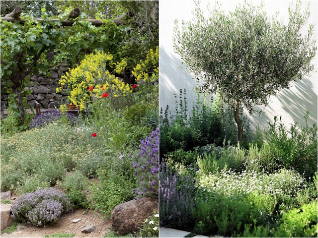 Τι μπορεί να αντικαταστήσει το γκαζόν σε κήπους και αυλές - Φωτογραφία 7