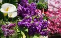 Λουλούδια της Μεγάλης Εβδομάδας: ανοιξιάτικα λουλούδια και πασχαλινές παραδόσεις