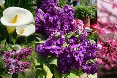 Λουλούδια της Μεγάλης Εβδομάδας: ανοιξιάτικα λουλούδια και πασχαλινές παραδόσεις