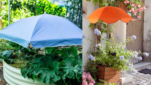 Ομπρέλα για φυτά: βοηθάει πραγματικά στην προστασία από τον ήλιο; - Φωτογραφία 3