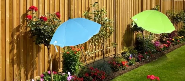 Ομπρέλα για φυτά: βοηθάει πραγματικά στην προστασία από τον ήλιο; - Φωτογραφία 4