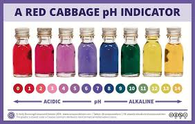 Χρώματα & pH: το κόκκινο λάχανο σε δράση! - Φωτογραφία 3