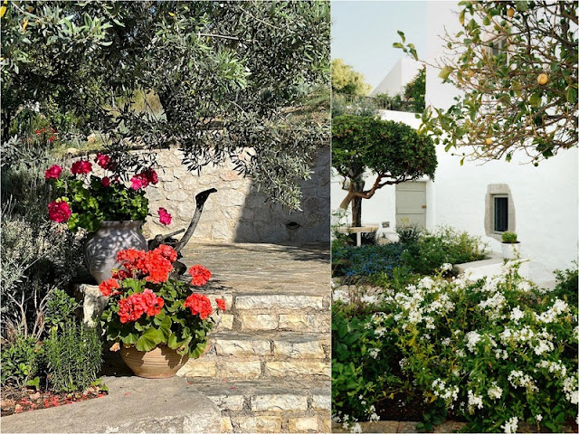 Κήπος σε παραθαλάσσιο σπίτι: σχεδιασμός, είδη φυτών, φροντίδα - Φωτογραφία 6