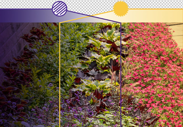 Γιατί σε κάποια σημεία του κήπου δεν ευδοκιμεί τίποτα - Φωτογραφία 2